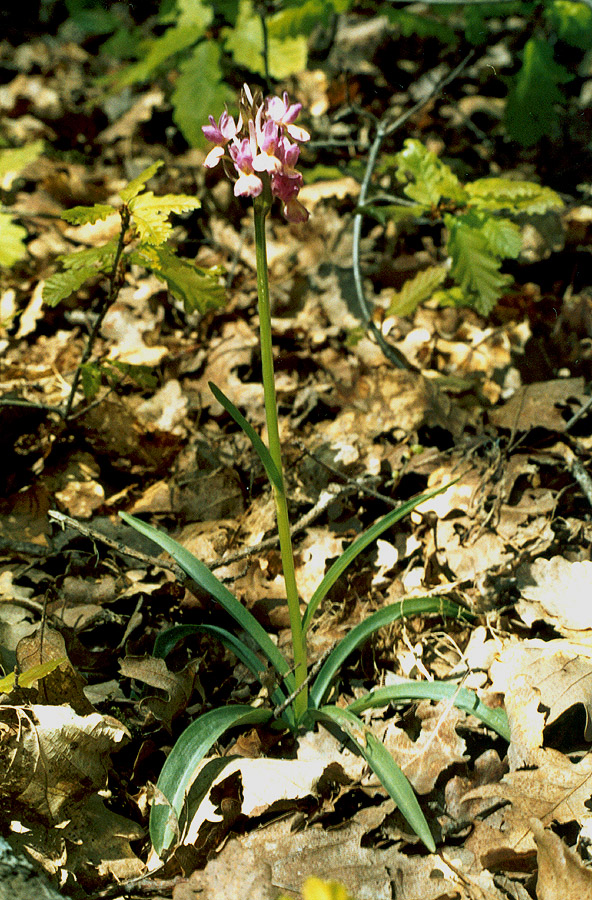 Изображение особи Dactylorhiza romana.