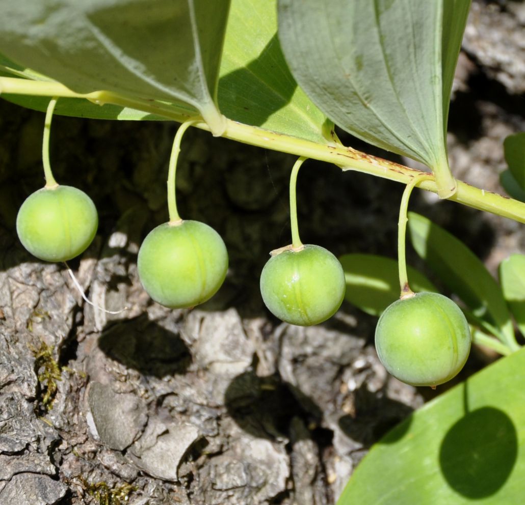 Image of Polygonatum odoratum specimen.