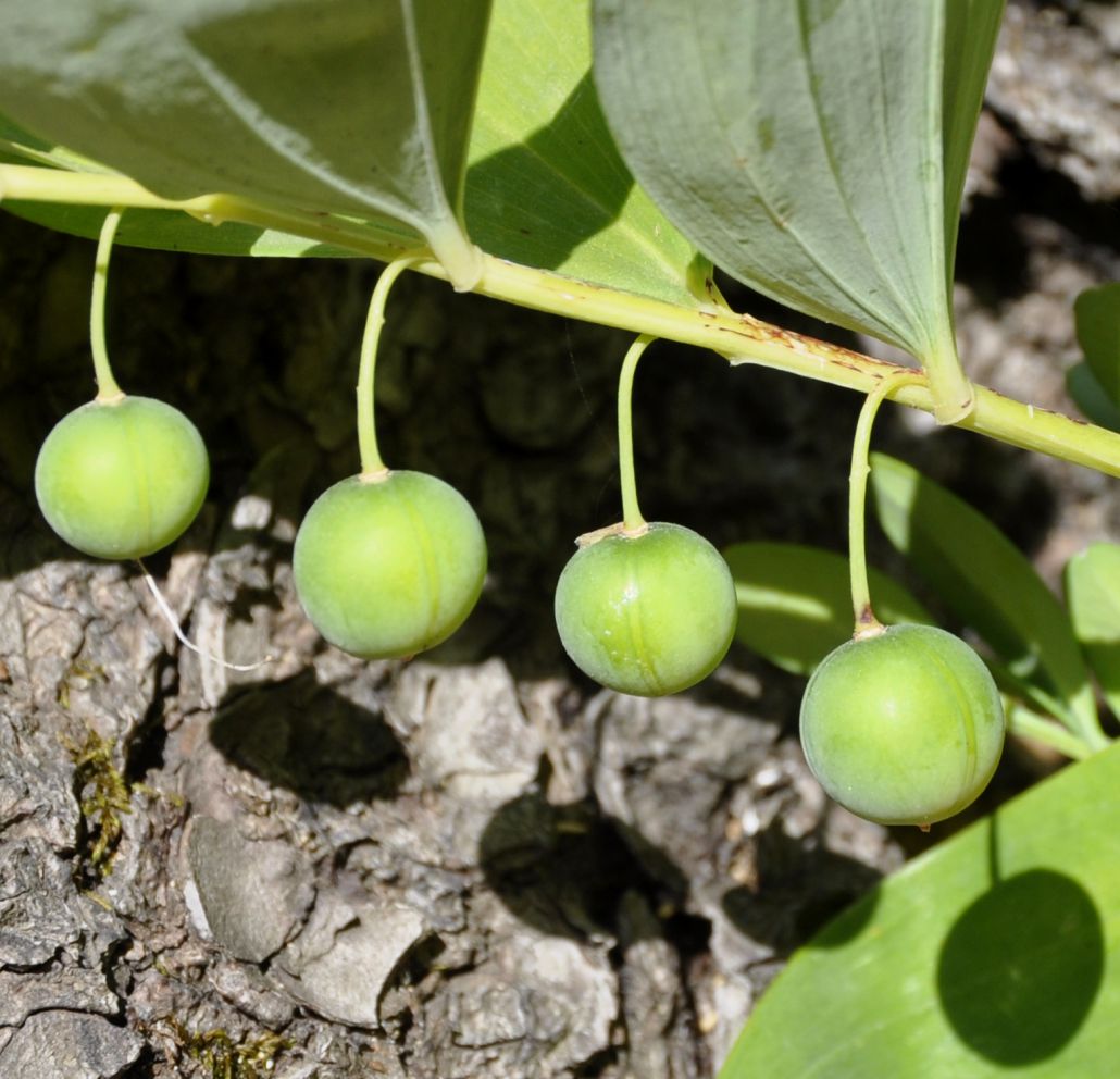 Изображение особи Polygonatum odoratum.