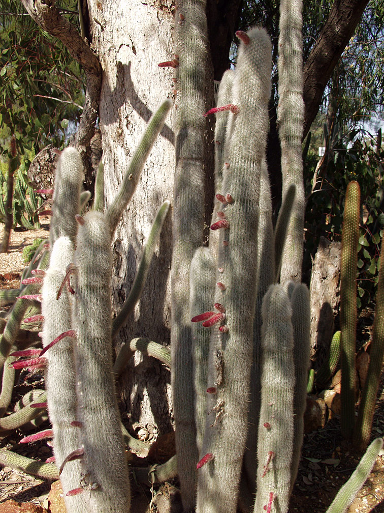 Изображение особи Cleistocactus straussii.