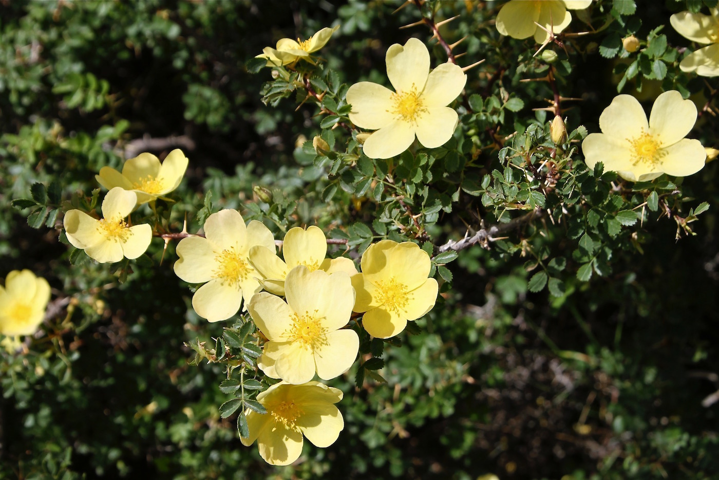 Image of Rosa kokanica specimen.