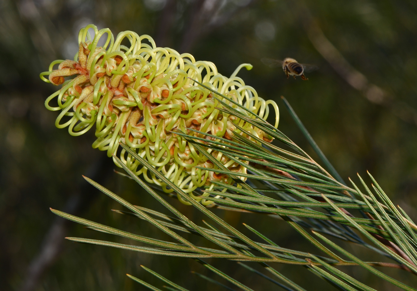 Изображение особи Grevillea hodgei.