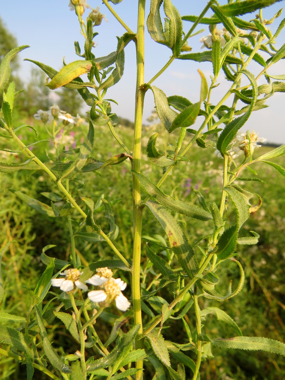 Изображение особи Achillea salicifolia.