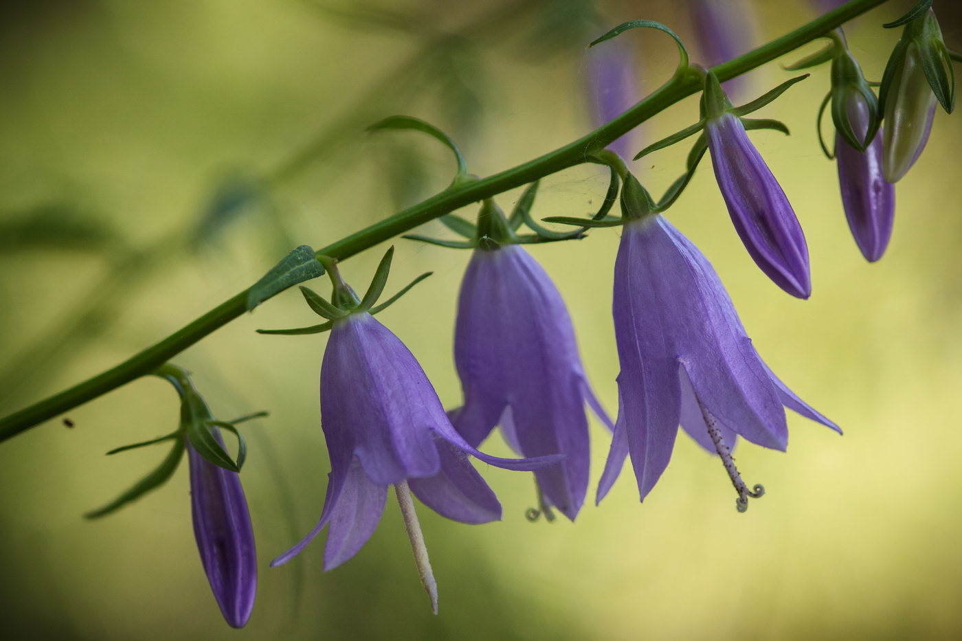 Image of Campanula rapunculoides specimen.