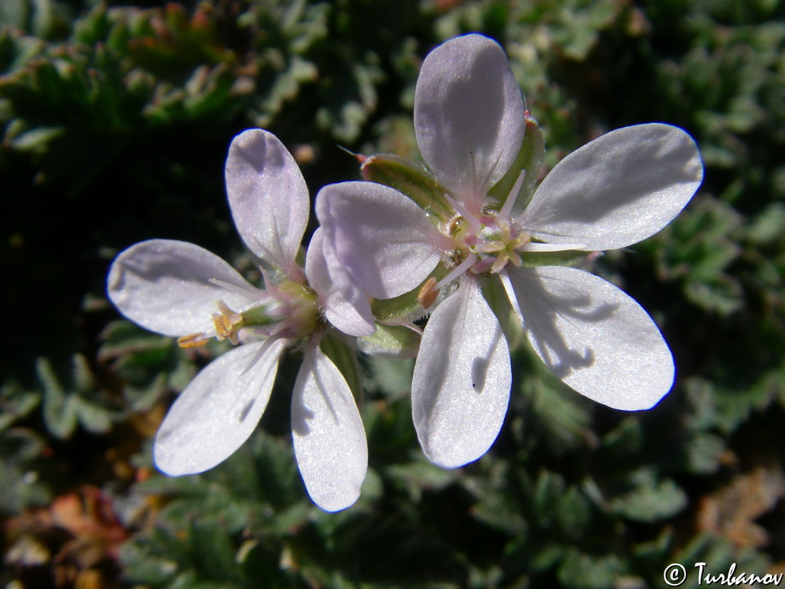 Изображение особи Erodium cicutarium.