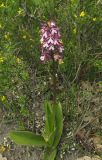 Orchis purpurea subspecies caucasica. Цветущее растение. Краснодарский край, м/о город-курорт Геленджик, окр. пос. Светлый, щель Церковная, можжевелово-дубовое редколесье на юго-восточном склоне к водохранилищу. 6 мая 2017 г.