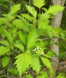 род Crataegus. Бутоны и листья. Подмосковье, окр. г. Одинцово, смешанный лес. Май 2017 г.