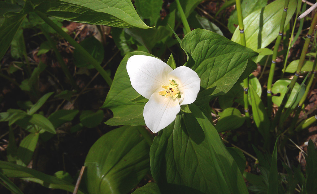 Image of Trillium camschatcense specimen.