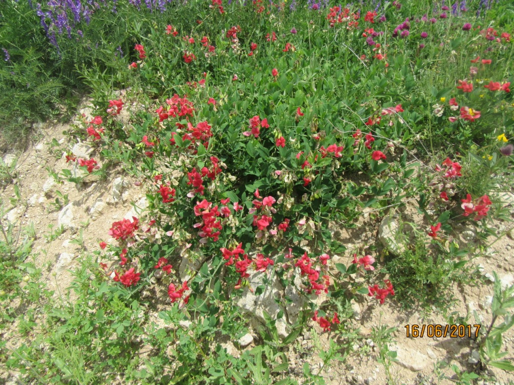 Изображение особи Lathyrus miniatus.