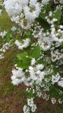 род Deutzia