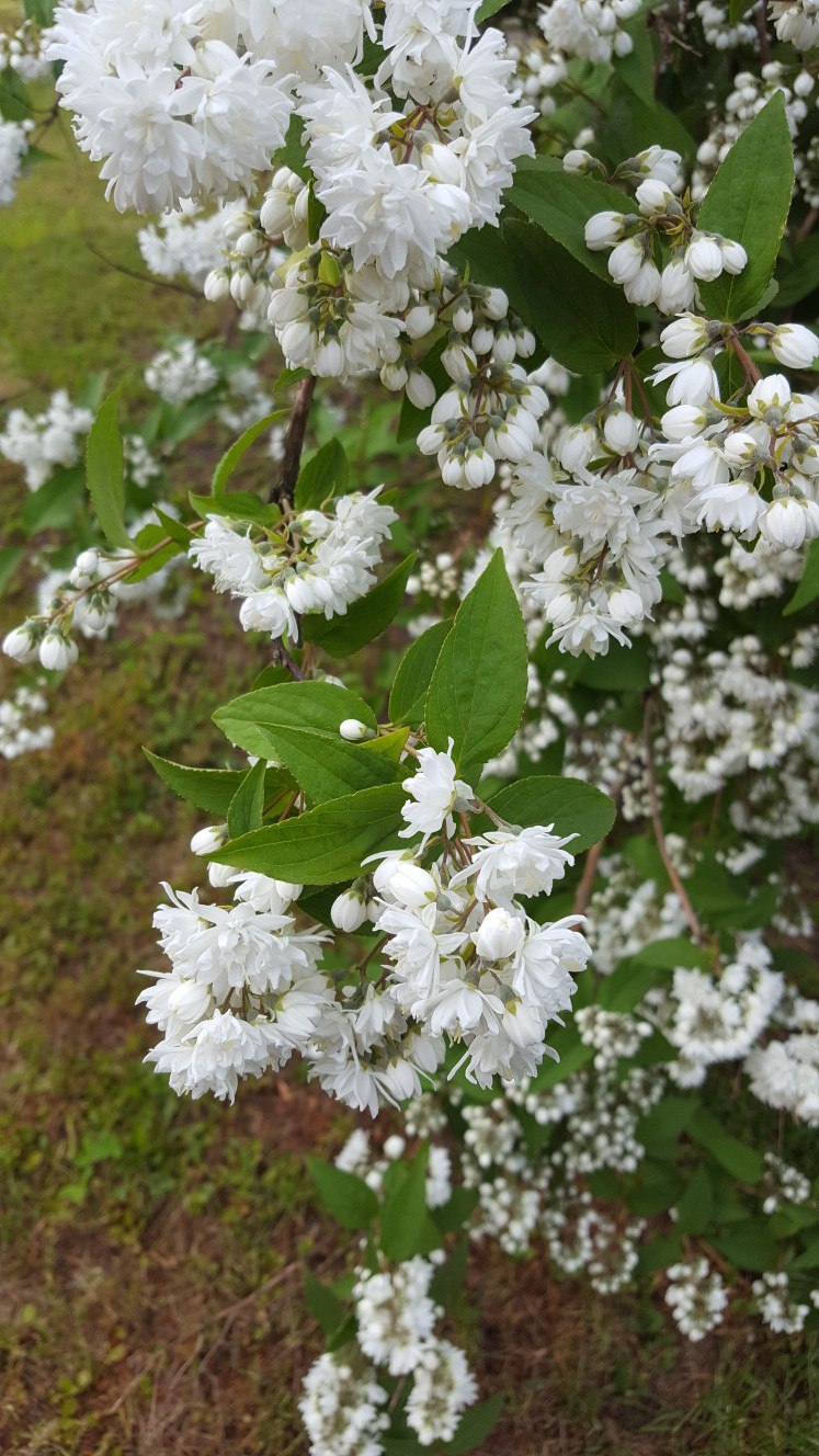 Изображение особи род Deutzia.