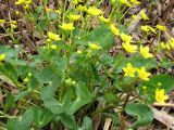 Caltha sibirica