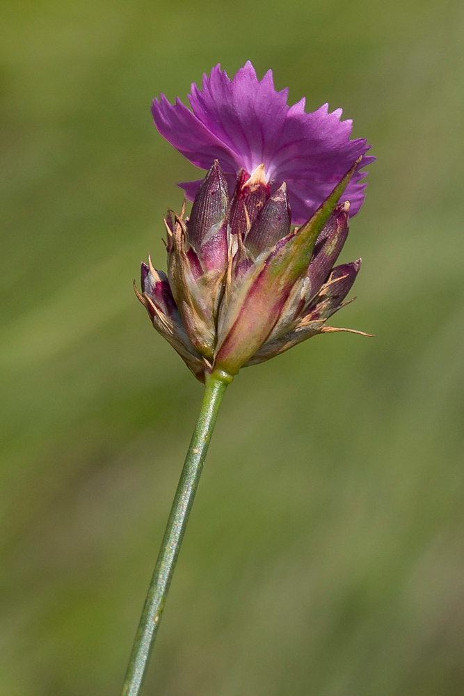 Image of Dianthus andrzejowskianus specimen.