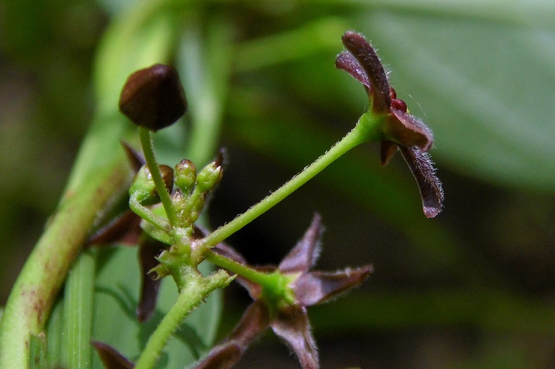 Image of Vincetoxicum scandens specimen.