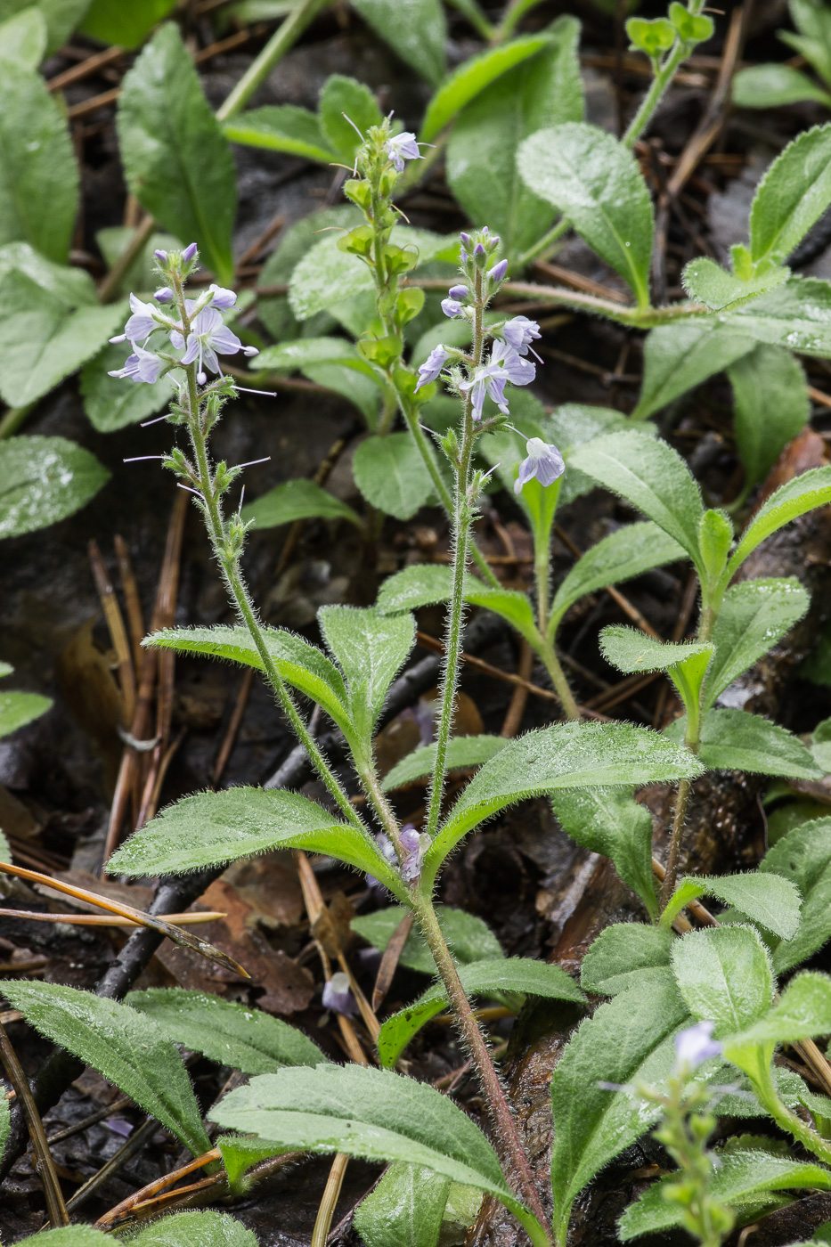 Image of Veronica officinalis specimen.