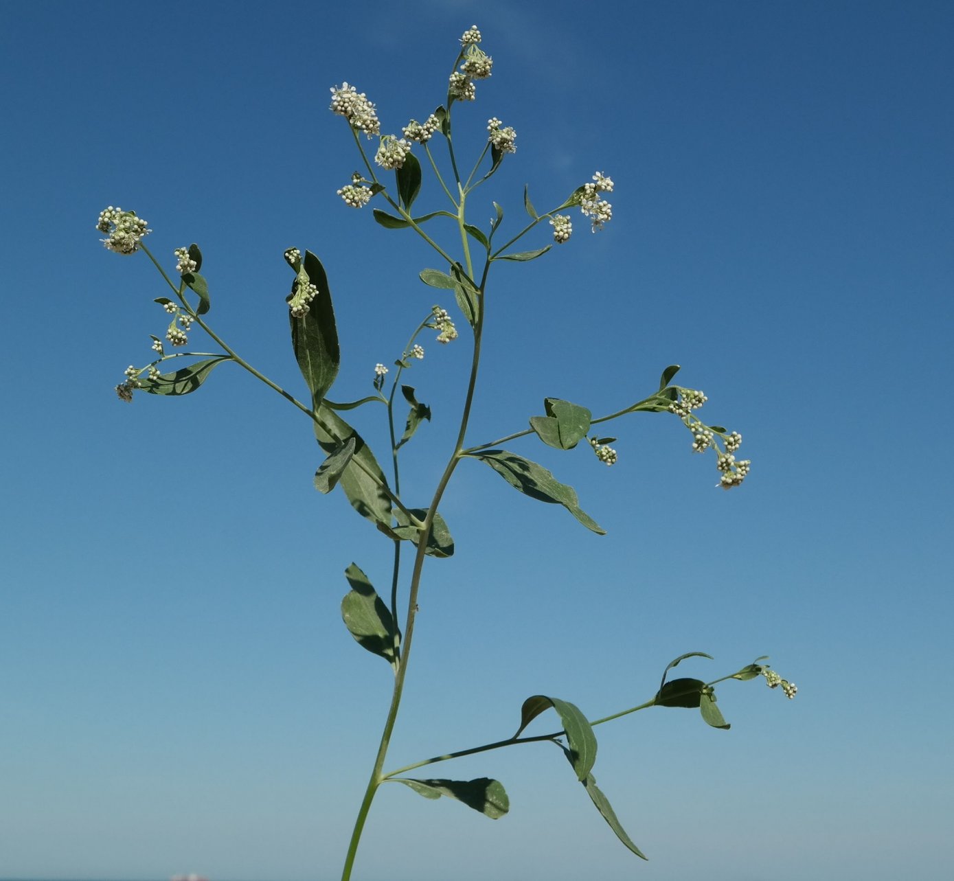 Изображение особи Lepidium latifolium.