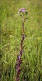 Hylotelephium triphyllum. Зацветающее растение в сообществе Poaceae и Juncus. Пермский край, г. Пермь, Кировский р-н, дер. Оборино, заброшенная площадка для хранения ПГС. 29.07.2017.