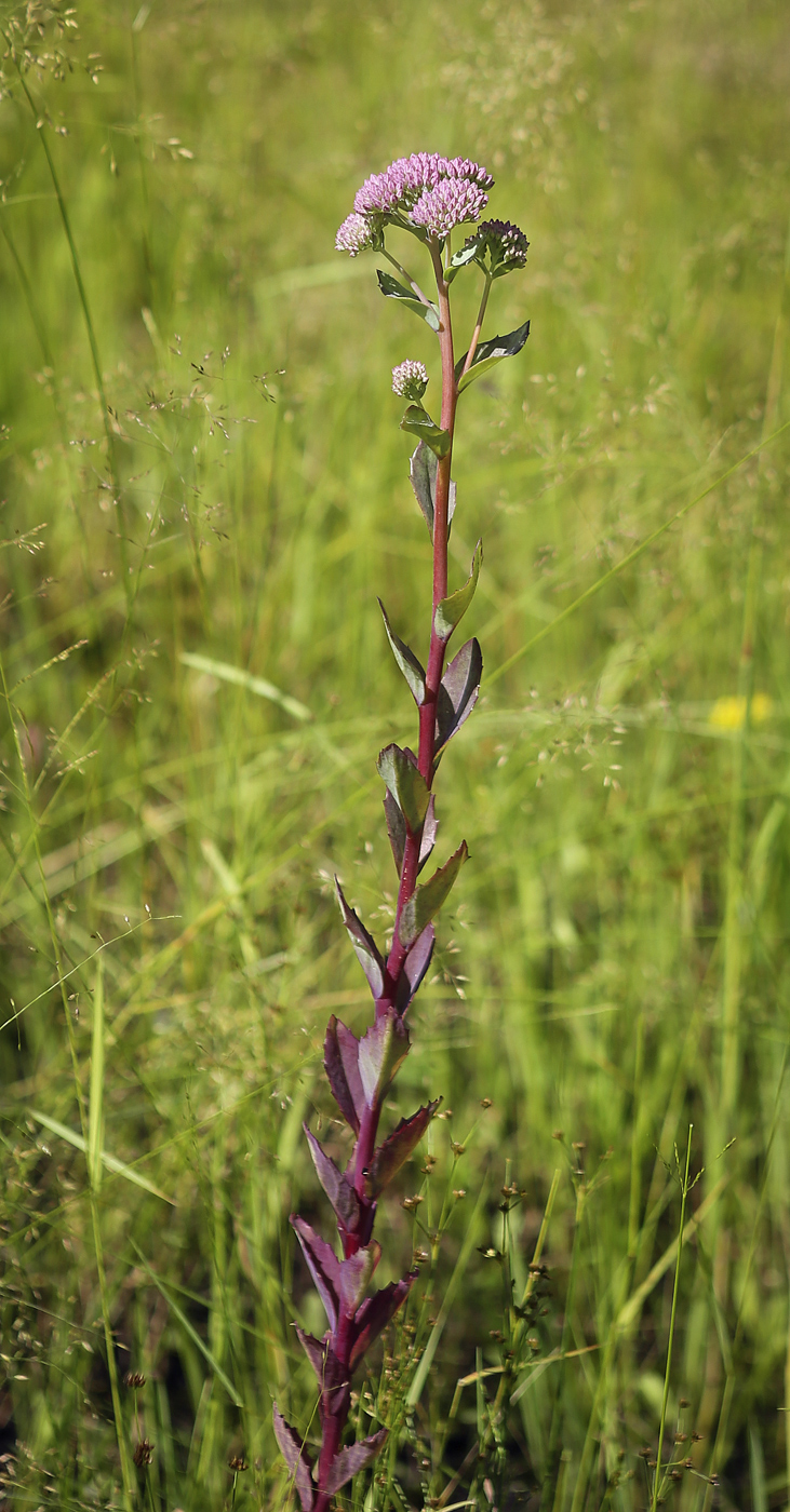 Изображение особи Hylotelephium triphyllum.