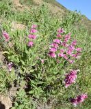 Salvia bucharica