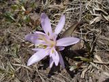Merendera trigyna. Цветущее растение. Приэльбрусье, долина р. Ирик, освобожденный от снега участок луга. 16 апреля 2010 г.