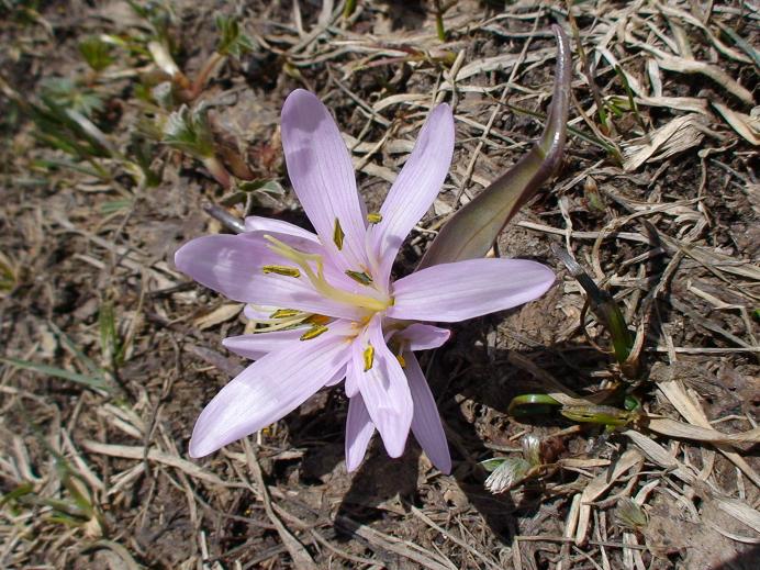 Image of Merendera trigyna specimen.