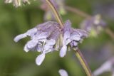 Salvia verticillata