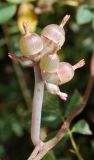 Cuscuta lehmanniana