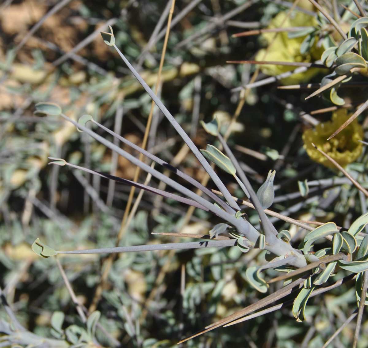 Image of Sarcocaulon lheritieri specimen.