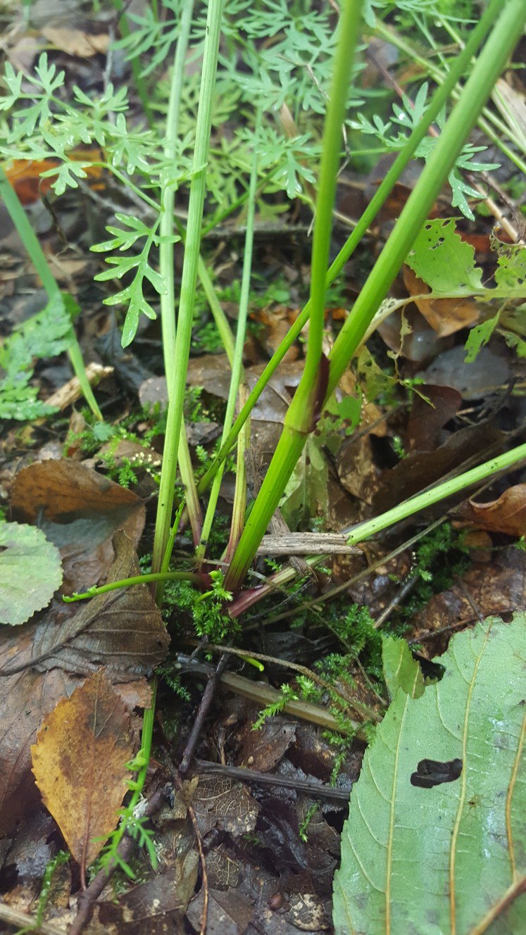 Image of Thyselium palustre specimen.