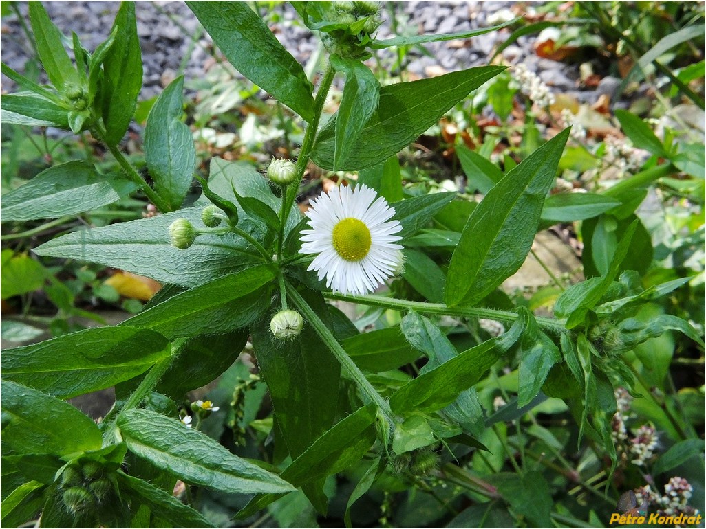 Image of Erigeron annuus specimen.