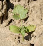 familia Cucurbitaceae