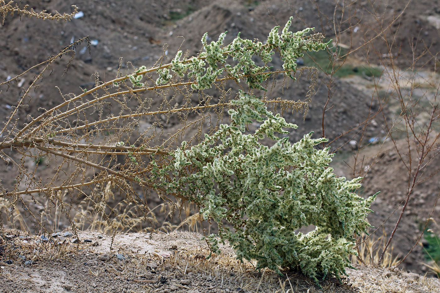 Image of Salsola dendroides specimen.