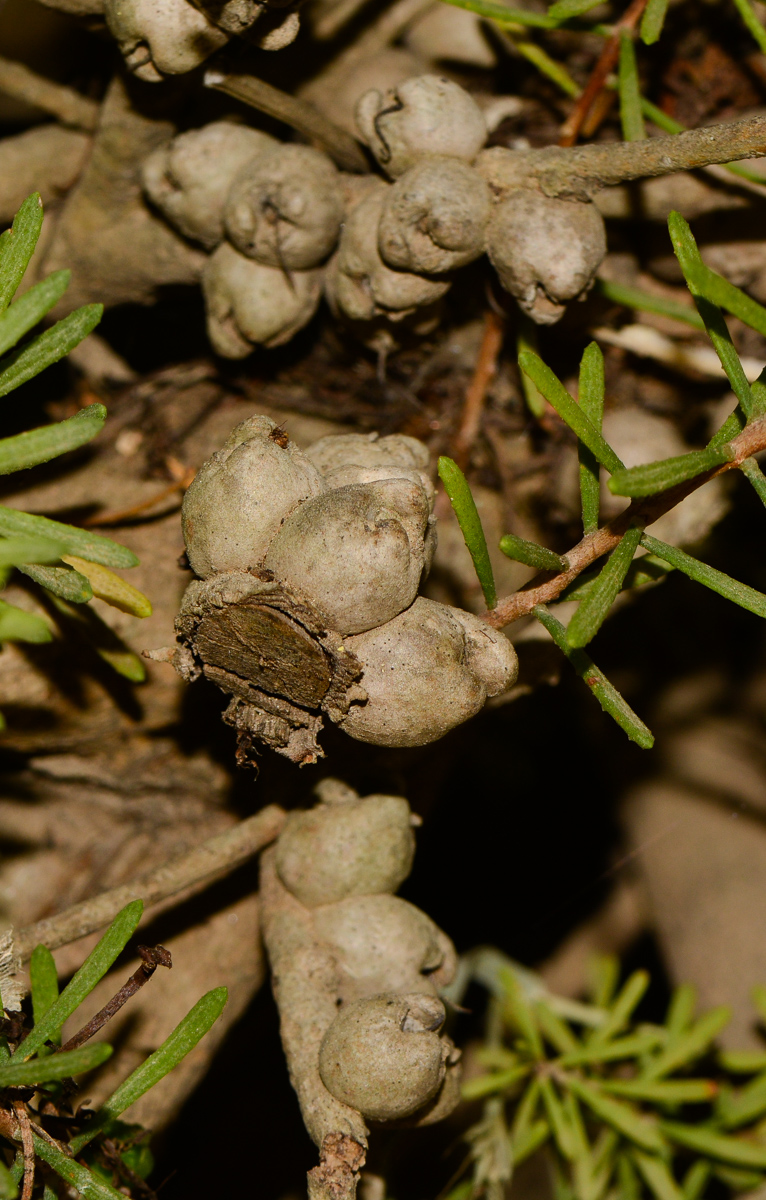 Image of Calothamnus quadrifidus specimen.