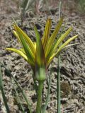 Tragopogon dasyrhynchus. Соцветие (вид сбоку). Крым, окр. Феодосии, гора Джан-Куторан. 30 апреля 2010 г.