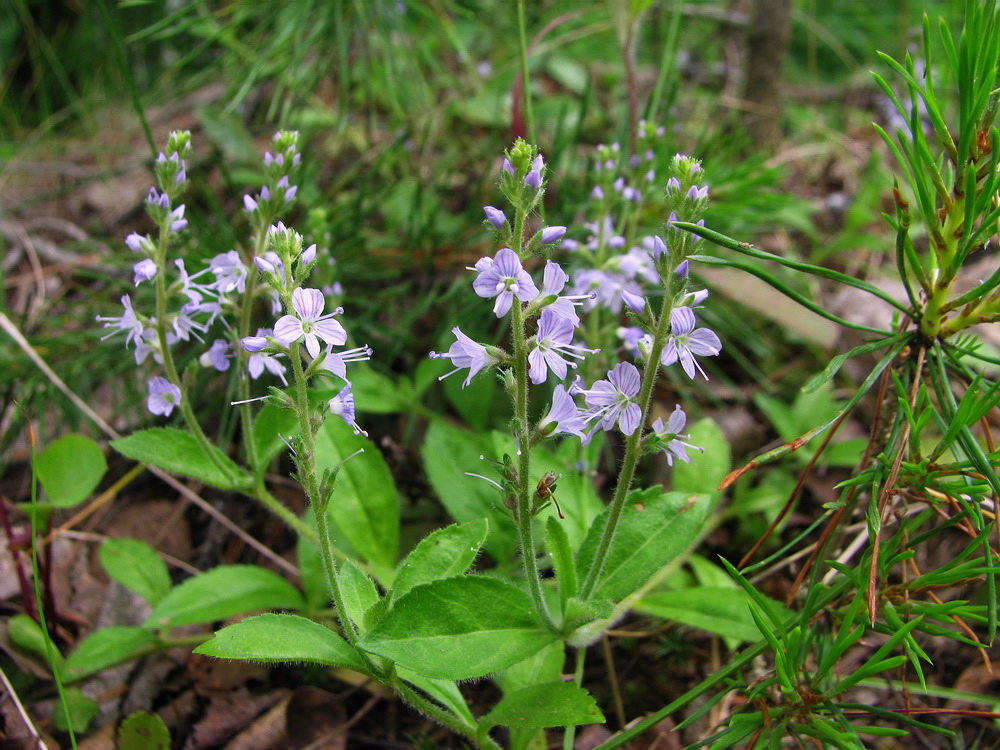 Изображение особи Veronica officinalis.