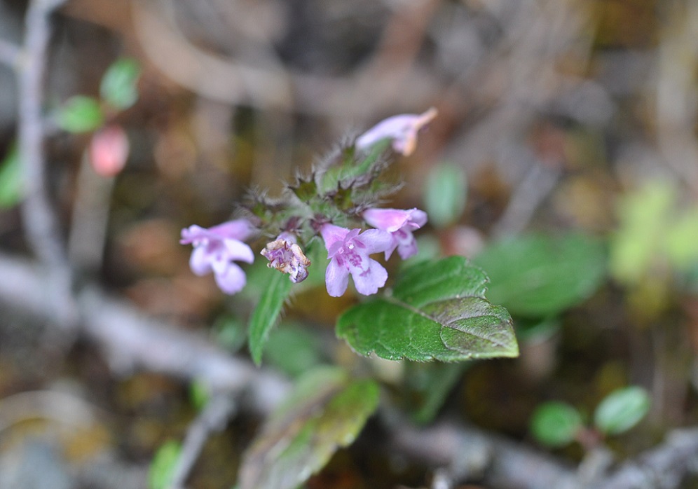 Image of genus Clinopodium specimen.