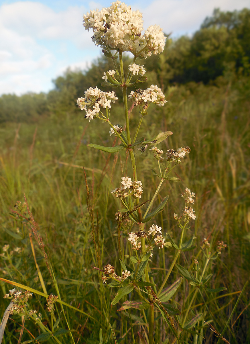 Image of Galium boreale specimen.