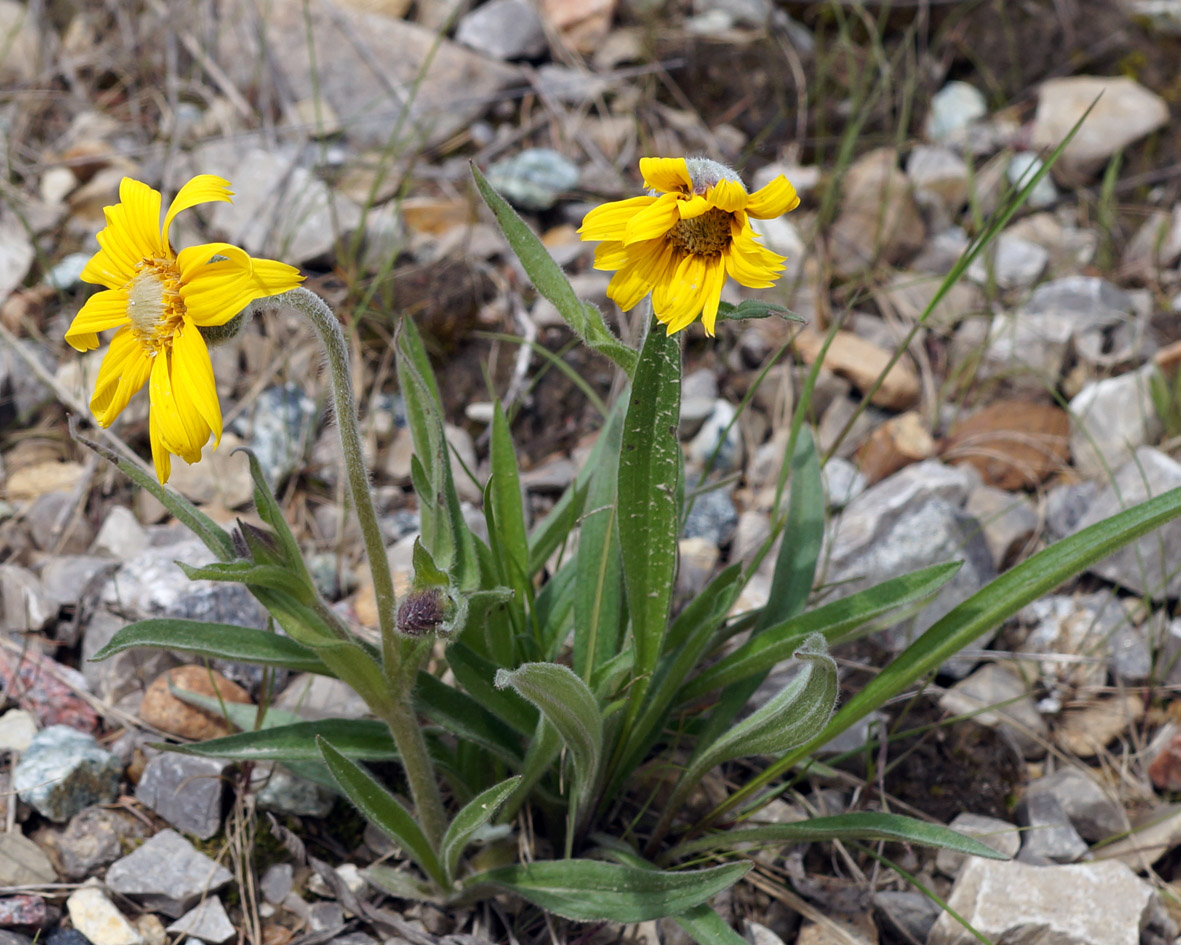 Image of Arnica intermedia specimen.