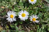 Bellis perennis. Цветущие растения. Азербайджан, окр. г. Шемаха. 6 апреля 2017 г.