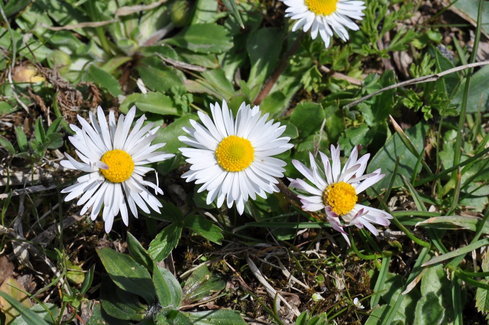 Изображение особи Bellis perennis.