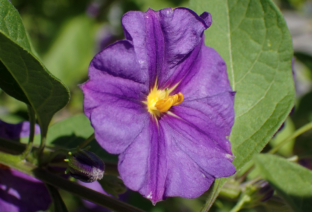 Image of Lycianthes rantonnetii specimen.