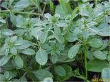 Galium aparine. Вегетирующие растения. Украина, г. Николаев, Заводской р-н, парк \"Лески\", среди кустарника лиственных насаждений. 28.12.2017.