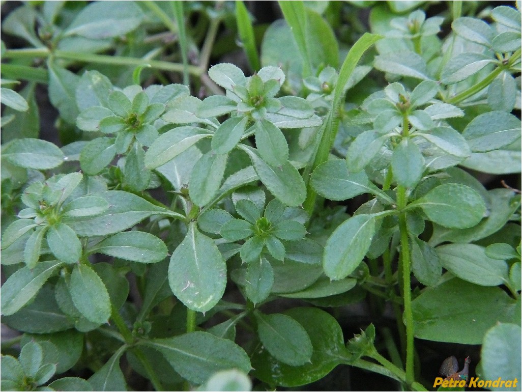 Изображение особи Galium aparine.