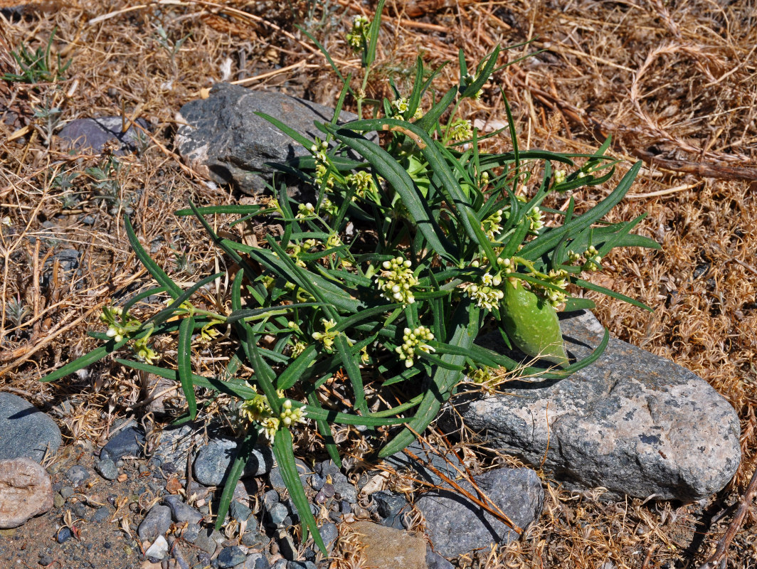 Image of Vincetoxicum sibiricum specimen.