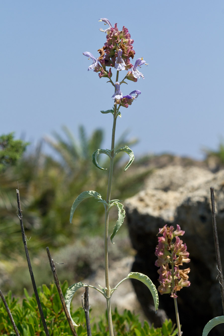 Image of Salvia pomifera specimen.