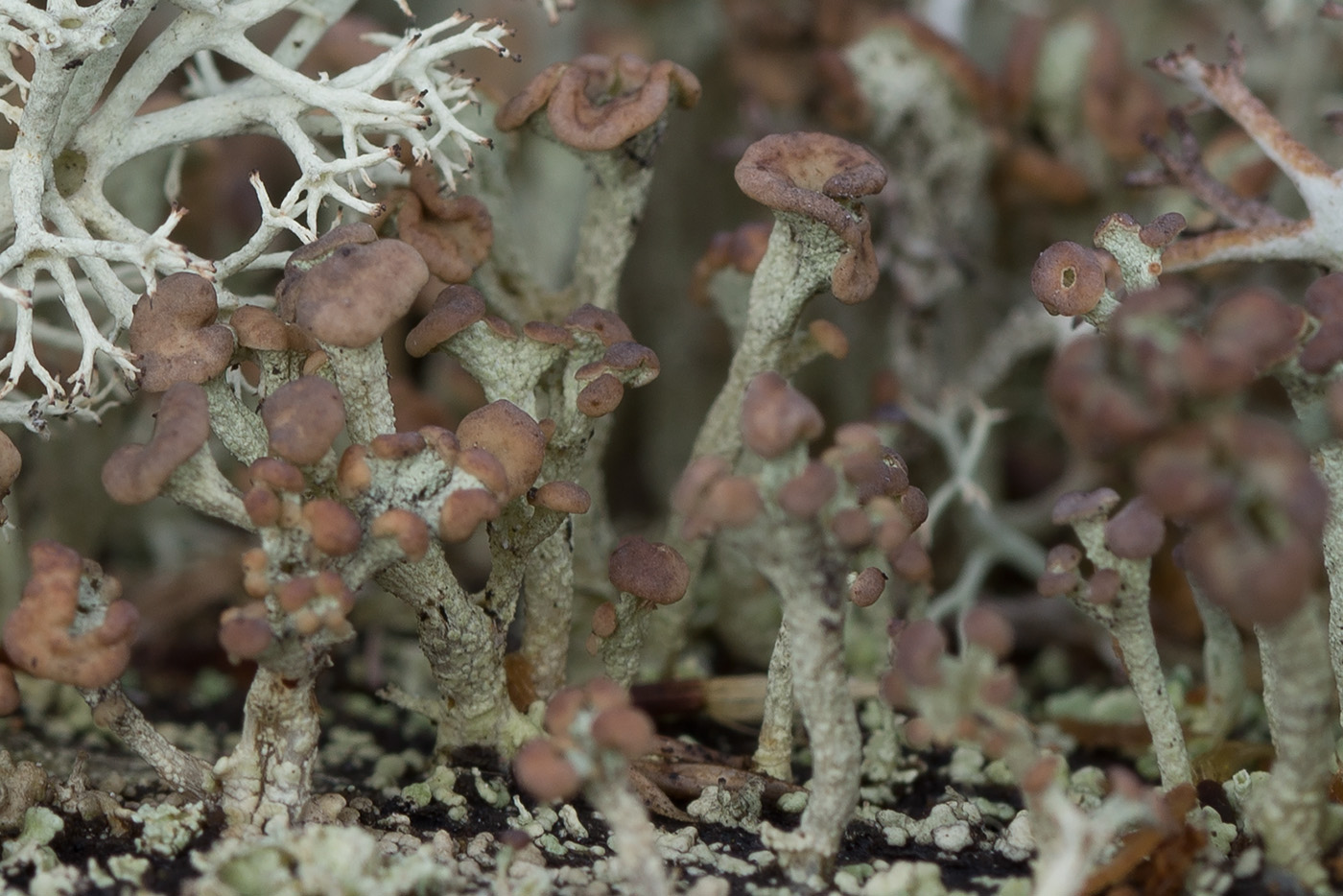 Изображение особи Cladonia botrytes.