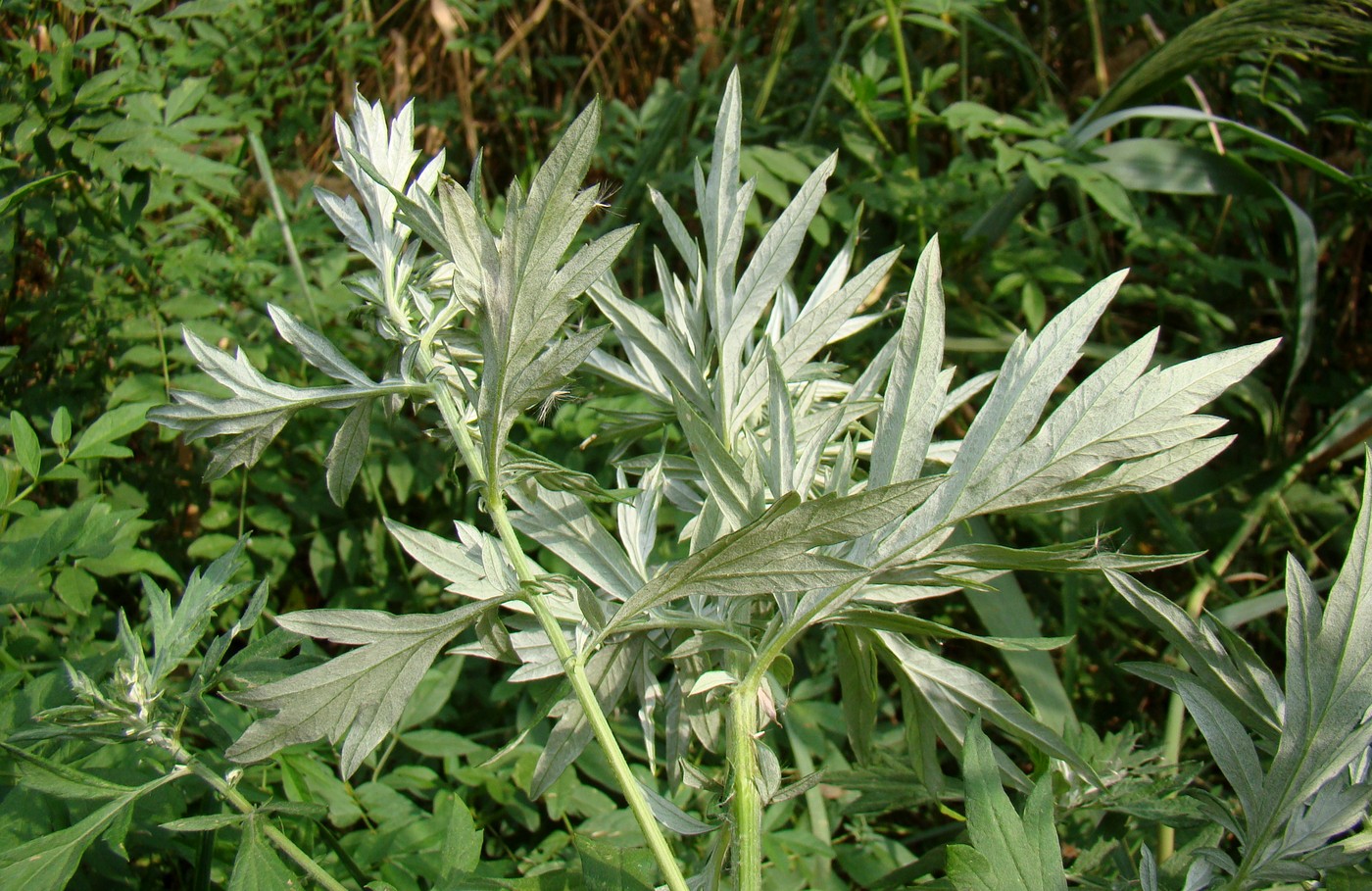 Image of Artemisia vulgaris specimen.