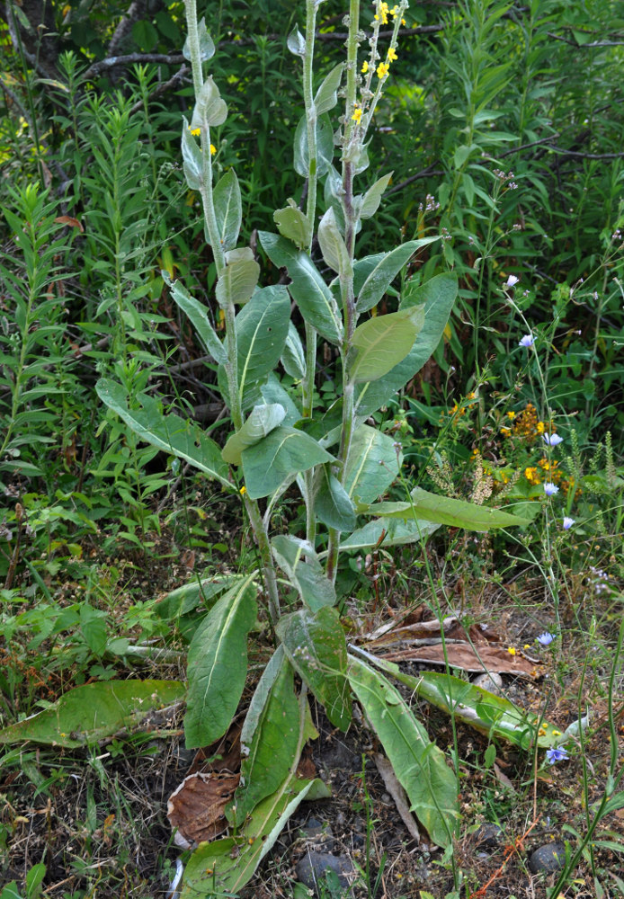 Изображение особи Verbascum gnaphalodes.