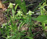 Melampyrum cristatum