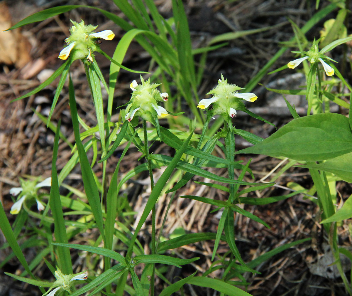 Image of Melampyrum cristatum specimen.